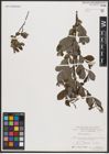 Foto von Salix aurita L.